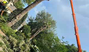 Southern Tree Experts