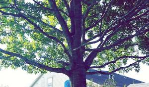 Precision Tree & Landscaping