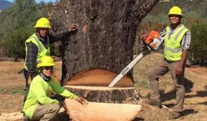 Coastline Tree Service