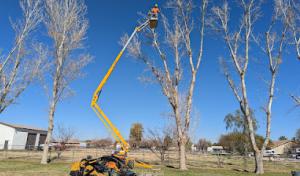 New Heights Tree Service