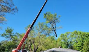 Bump Your Stump Stump Grinding & Tree Service
