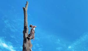 Quick Cuts Tree Care