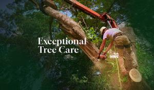 Reverie Tree Experts