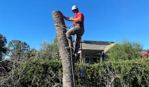 Ione Tree service