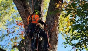 Tree Lion LLC - Tree Services