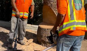 Mayscape Tree Trimmers