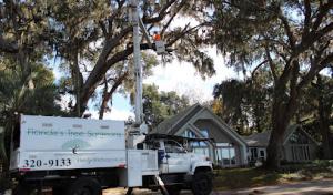 Florida's Tree Surgeons