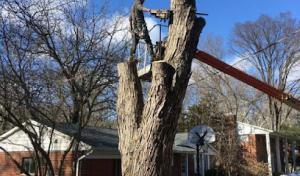 Little Miami Nursery