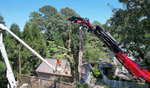 Toler's Tree Service