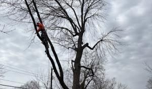 Masters Tree Service