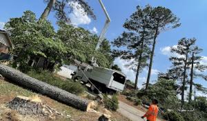 KS Tree Specialist & Stump Grinding