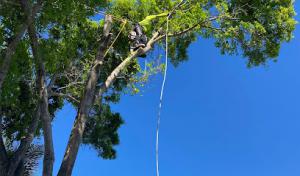 Affordable Tree Service Inc. - Tree Service Miami