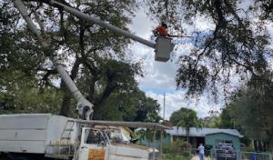 Big Bee Landscaping & Tree services