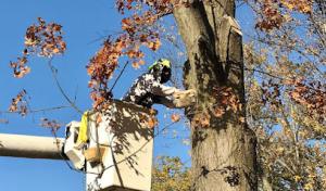 Morris Family Tree Service