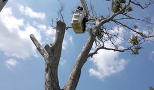 All Around Tree Service