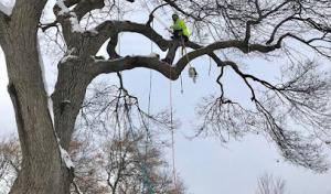 1-2 Tree Lawn & Landscape