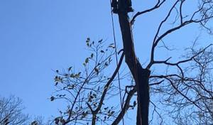 CTS Tree Services Huntsville