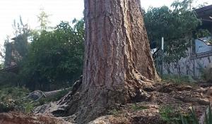 Alta View tree Service