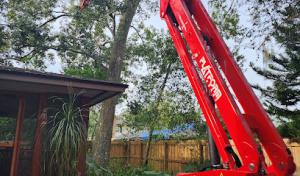 Bushor's Tree Surgeons