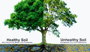 Davis Family Arbor Services