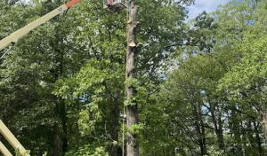 Shane's Lawn & Tree Service