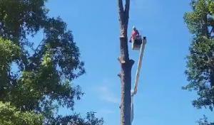 Beaver Lake Tree Service