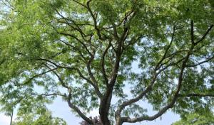 Adams Tree 🌳 Trimming