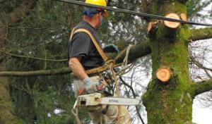 Aloha Tree Service,llc