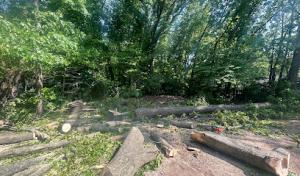 Osornio Tree Services