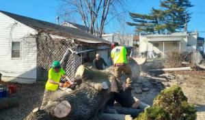 Beckmann & Son Tree Services