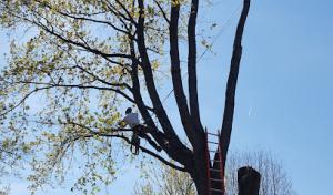 J & J Tree Service