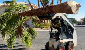 A Cut Above Tree Service