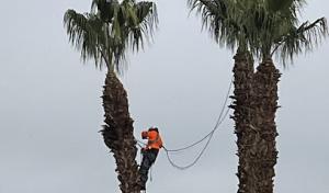 Royal tree service