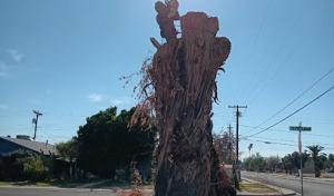 Montufar's Tree Service