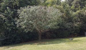 B & S Stump & Tree Service