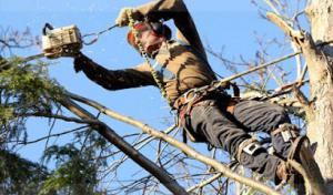 Capital City Tree Service