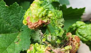 Tree MD of Northern Colorado