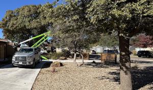 Tyler Campbell Tree Service