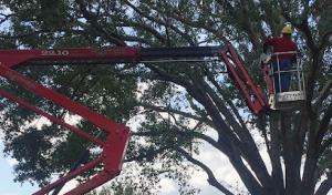 Twisted Tree Service
