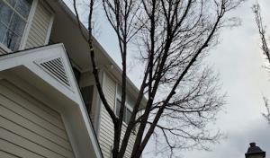 Woodruff Tree Trimming & Removal