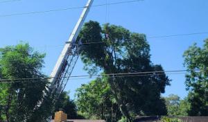 Forrest Stump Tree Service