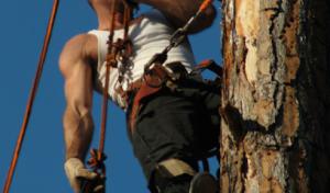 David's Tree Service