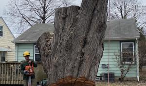 North Country Tree Solutions