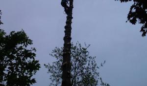 Beaver Tree N Stump Removal