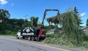 Joey D's Tree Service
