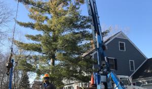 Outdoor Inspirations Tree Service