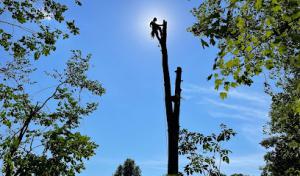 A Cut Above Tree Care
