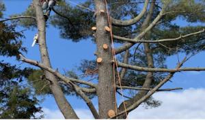 Honey Cove Landscaping & Tree Services