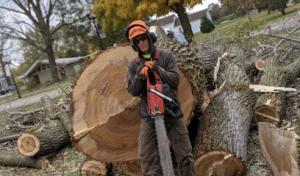 Jeffries Tree Removal