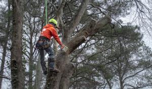 Delmarva Tree Service